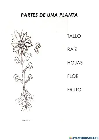 Partes de una planta