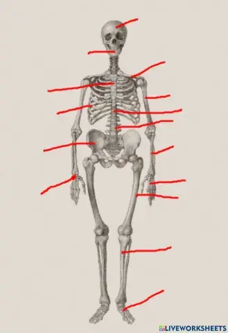 Skeletas