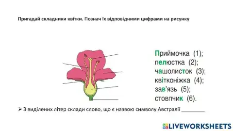 Будова квітки