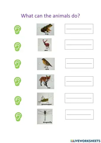 What can the animals do?