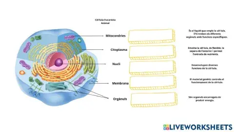 La cèl·lula eucariota