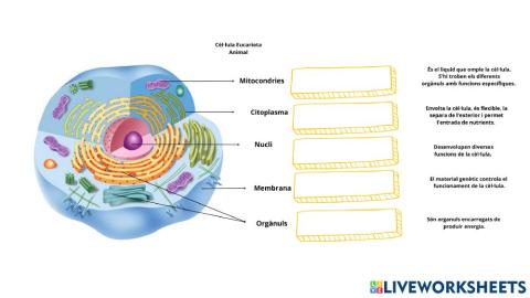La cèl·lula eucariota