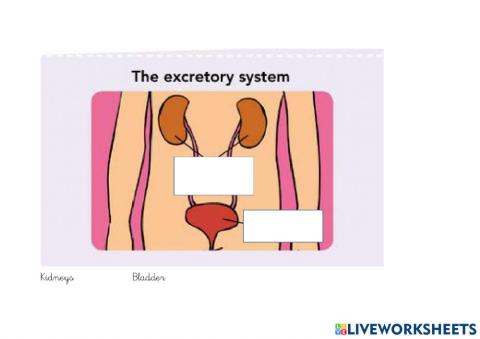 The excretory system