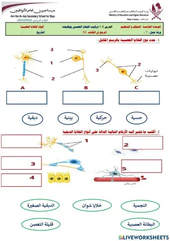 ورقة عمل انواع الخلايا العصبية والدبقية