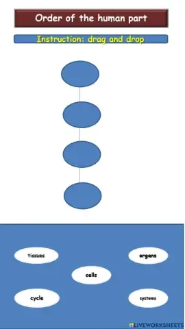 Order of the human part