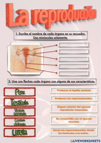 La reproducción-Ficha 1