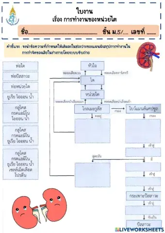 การทำงานของหน่วยไต