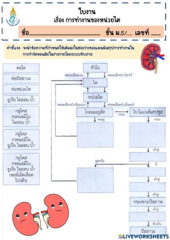 การทำงานของหน่วยไต