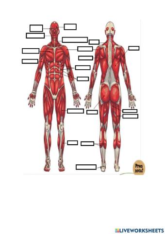 Els muscles humans