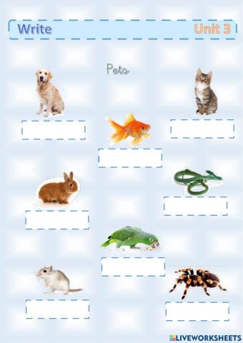 Write the pets and colours vocabulary