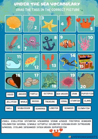Under the sea vocabulary
