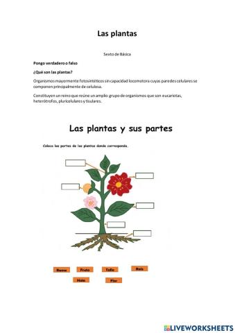 Las plantas