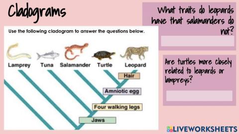 Cladograms - basic interpretation
