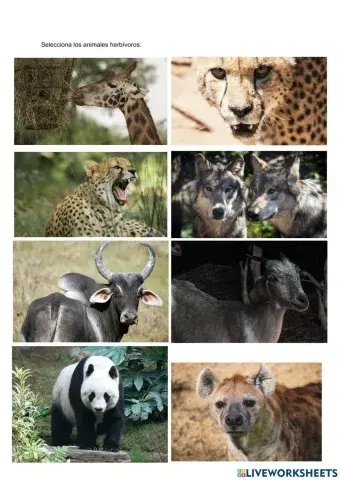 Animales herbívoros