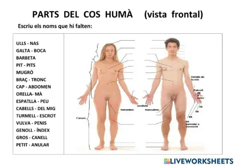 El cos humà - vista frontal
