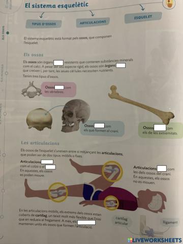 El sistema esqueletic