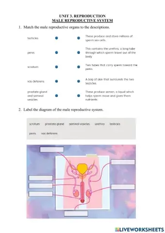 3.2 Reproduction. Male Reproductive System
