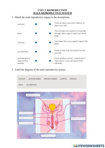 3.2 Reproduction. Male Reproductive System