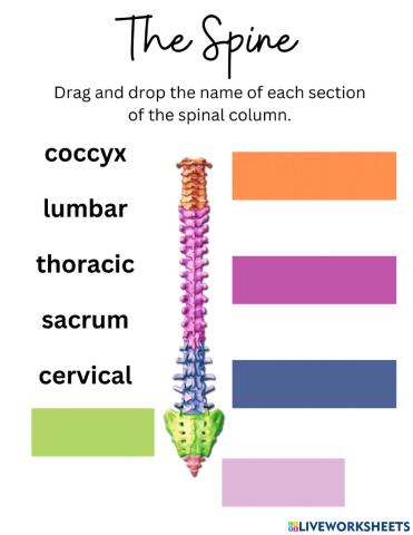 The Spine