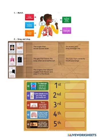 The Respiratory System