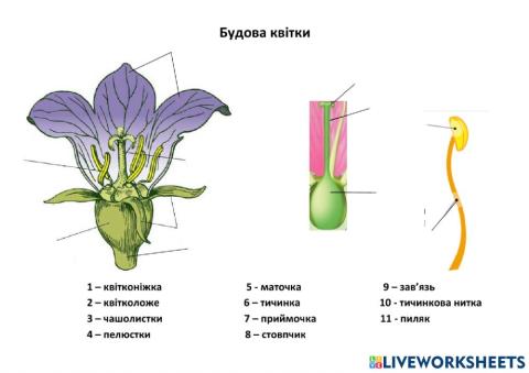 Будова квікти