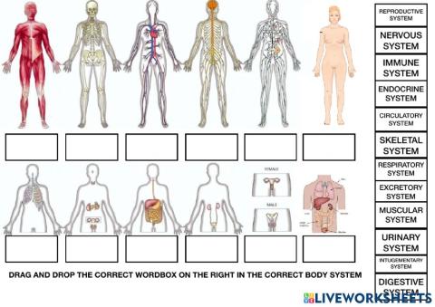 12 body systems