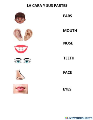 Partes de la cara
