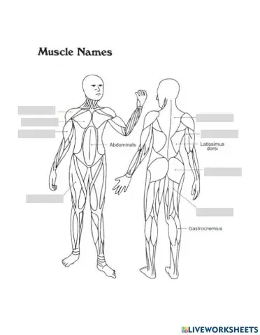 Labeling Muscles