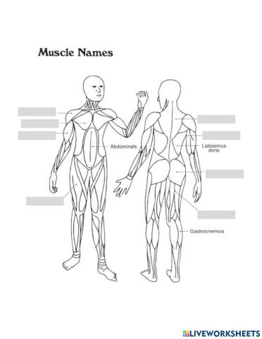 Labeling Muscles