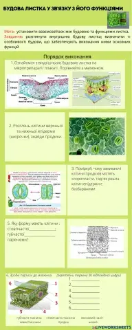 Будова листка у зв'язку з його функціями
