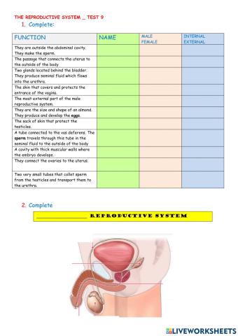 Reproductive system