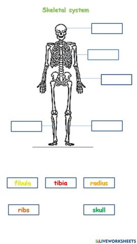 Skeletal system