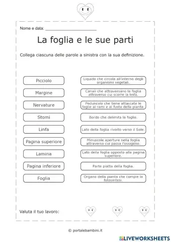 Parti della foglia
