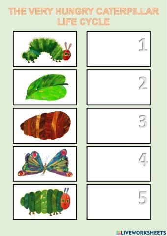 The very hungry caterpillar life cycle