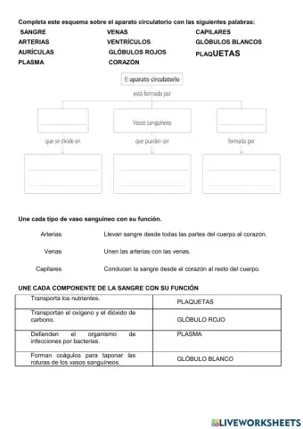 Circulatorio y excretor