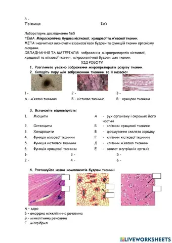 Лабораторне дослідження.ТЕМА. Мікроскопічна будова кісткової, хрящової та м’язової тканин.
