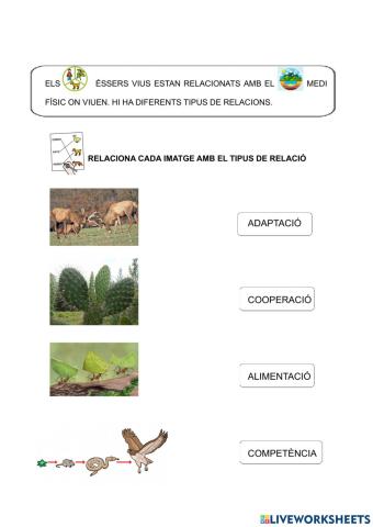 Tipus de relacions en els ecosistemes