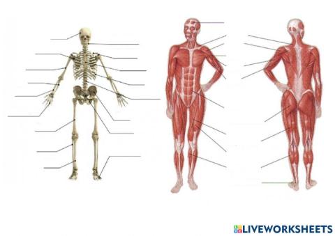 Bones and muscles
