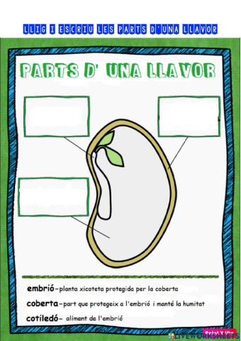 Parts d'una llavor