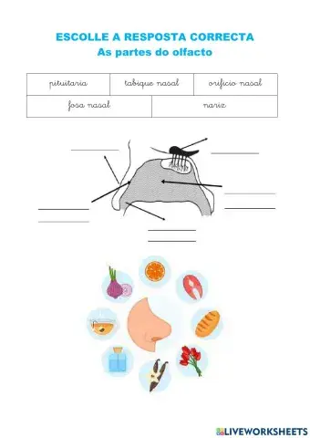 Sentidos do olfacto, gusto e tacto