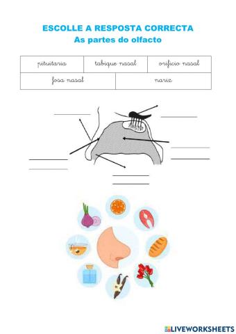 Sentidos do olfacto, gusto e tacto