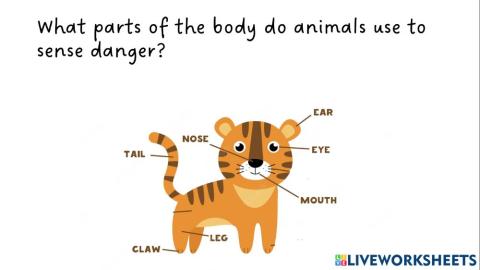 Animals senses