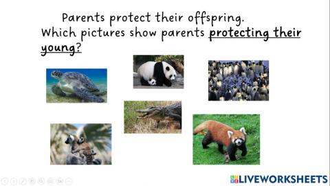 Parents protect their offspring