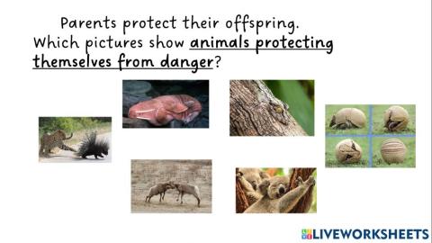 Animals protect themselves