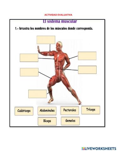 Evaluación sistema muscular