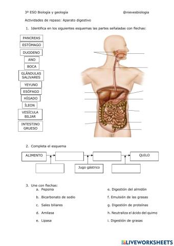 REPASO DEL APARATO DIGESTIVO