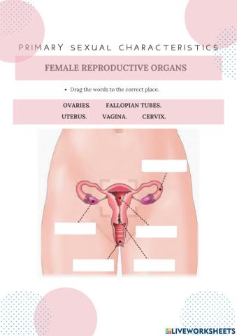 Female sexual reproductive organs