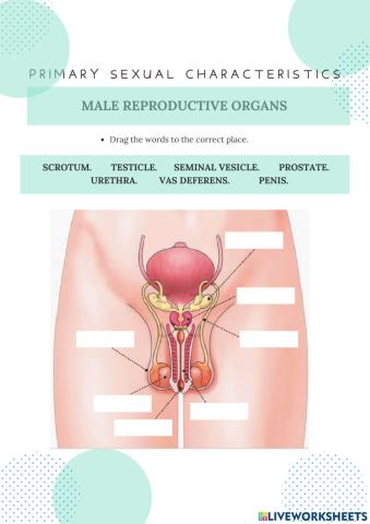 Male reproductive organs