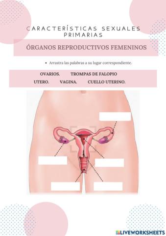 Órganos reproductivos femeninos