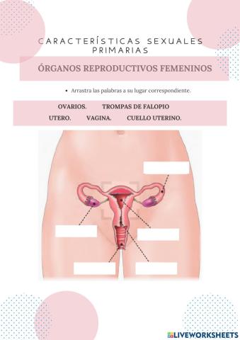 Órganos reproductivos femeninos
